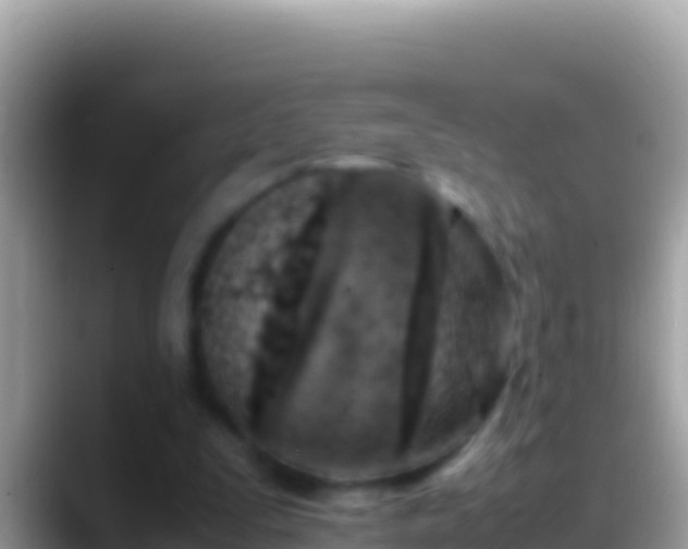 X0000088660295200706011245