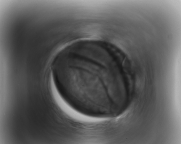 X0000088661455200706011231