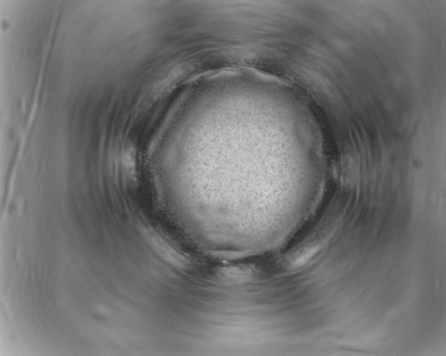 X0000088660238200706081710