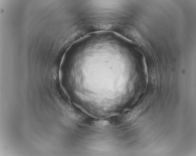 X0000088660374200706081709