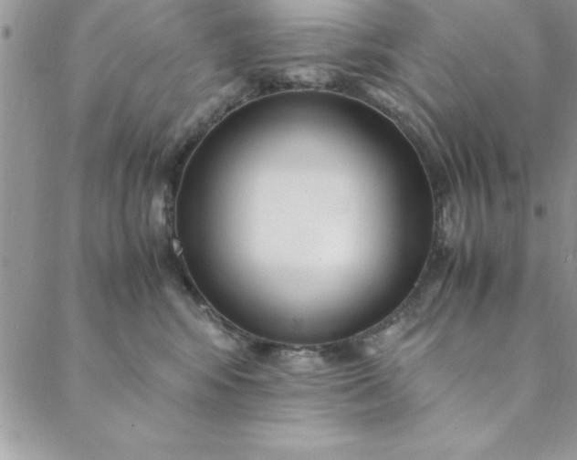 X0000088660424200706081707