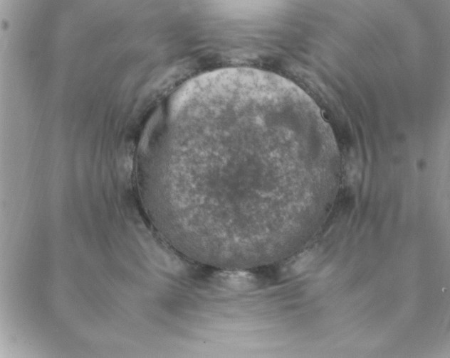 X0000088660427200706081707