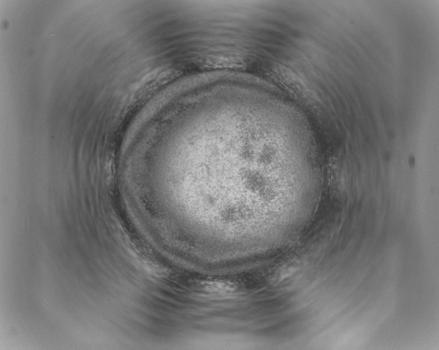 X0000088660741200706081702