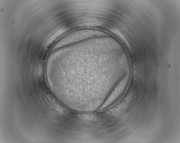 X0000088660874200706081700