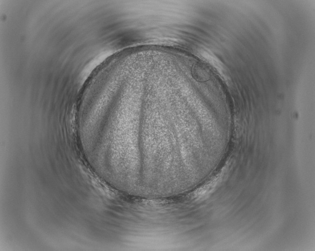 X0000088660875200706081700