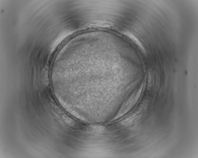 X0000088660878200706081700