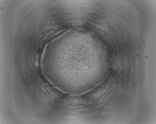 X0000088660962200706081659