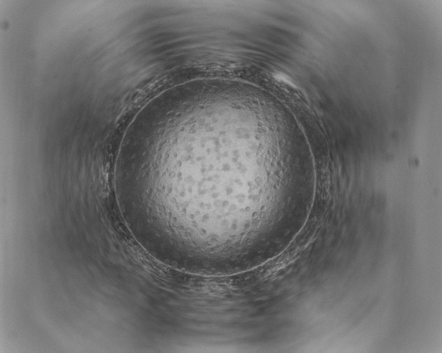 X0000088661013200706081657