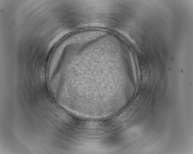 X0000088661266200706081654