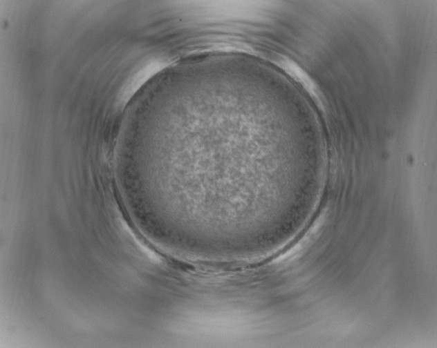 X0000088661385200706081652