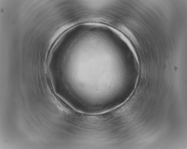 X0000088661436200706081651