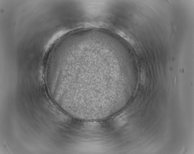 X0000088661454200706081650