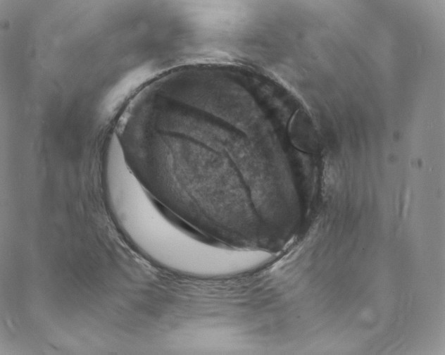 X0000088661455200706081650