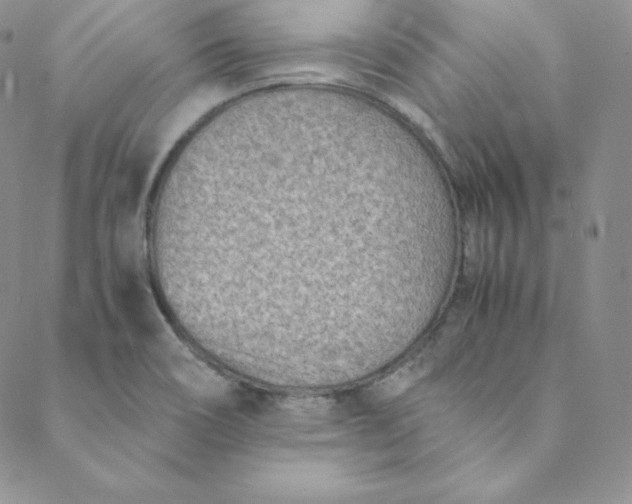 X0000088661466200706081650