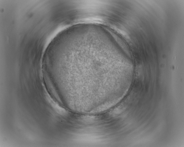 X0000088661470200706081650