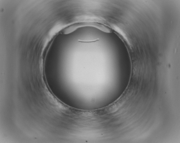 X0000088661472200706081650