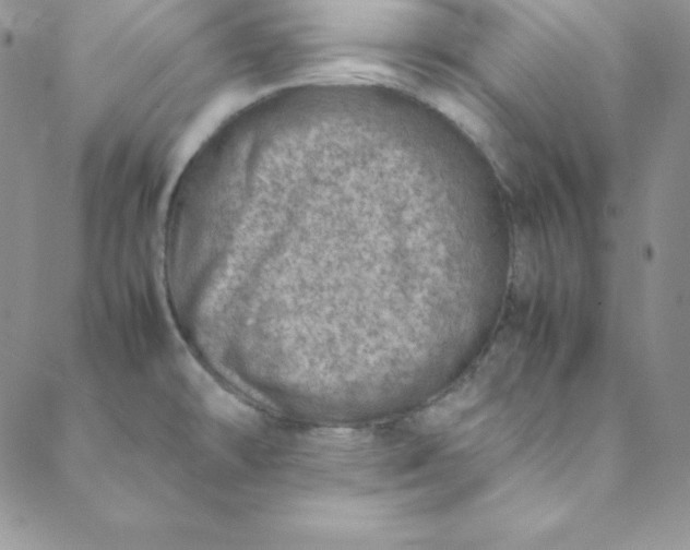 X0000088661478200706081650