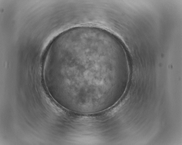 X0000088661506200706081649