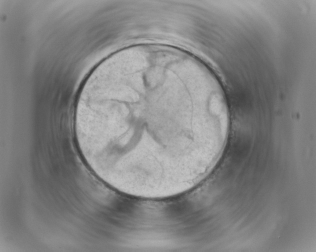 X0000088661514200706081650