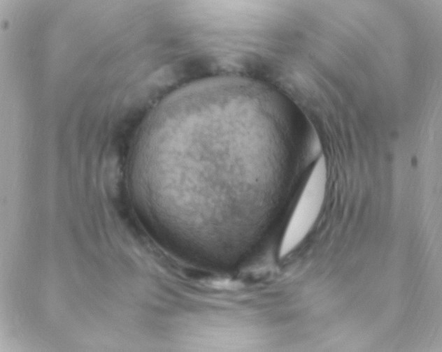 X0000088660223200706152040