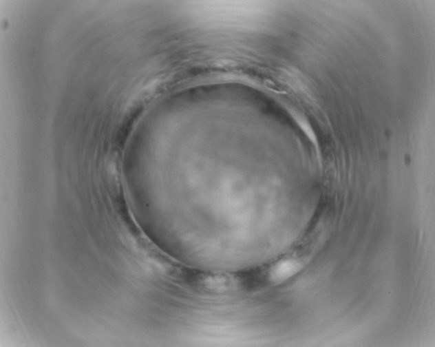 X0000088660415200706152037