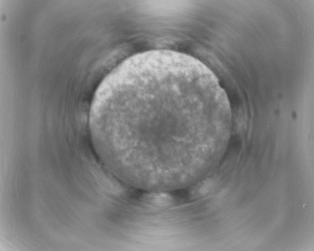X0000088660427200706152037