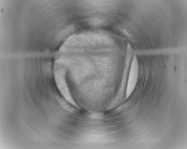X0000088660670200706152034