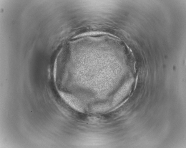 X0000088660703200706152033