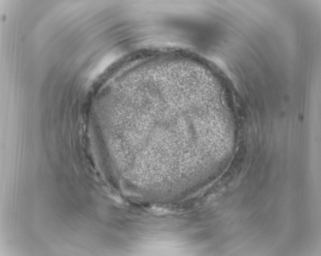 X0000088660871200706152030