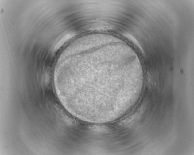 X0000088660874200706152030