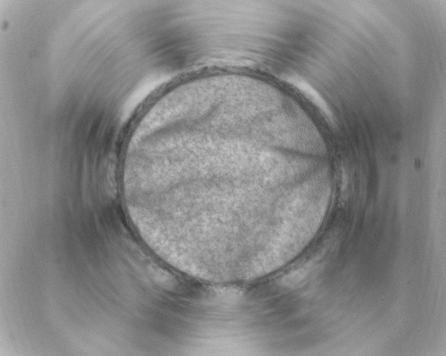 X0000088660878200706152030