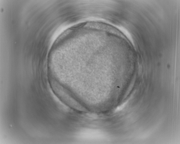 X0000088660911200706152029