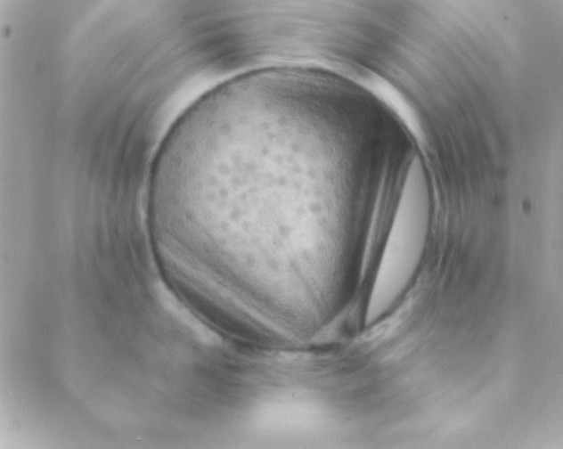 X0000088660958200706152029