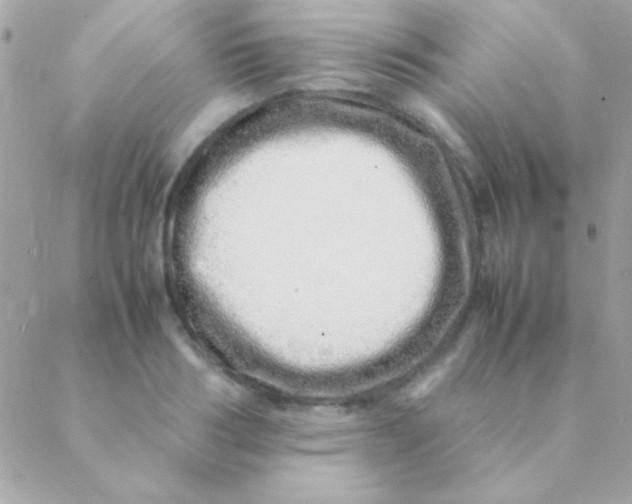 X0000088660986200706152028