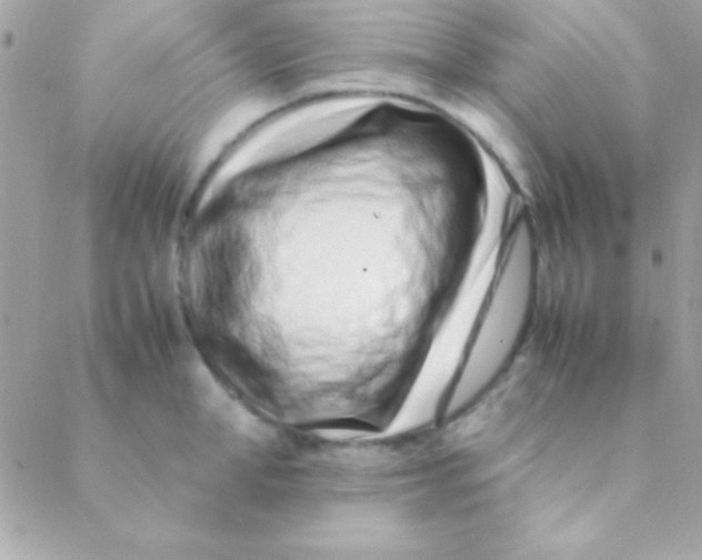 X0000088660998200706152028