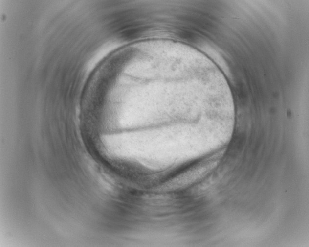 X0000088661051200706152028