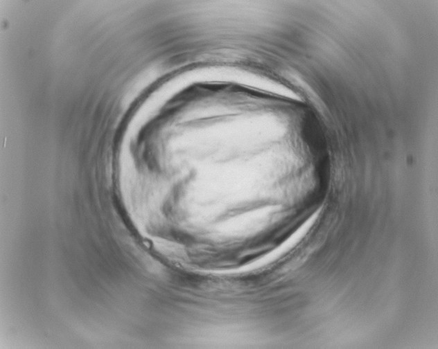 X0000088661083200706152026