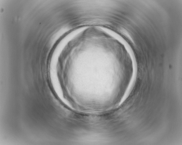 X0000088661087200706152026