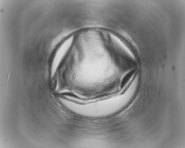 X0000088661167200706152025