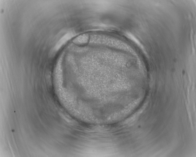 X0000088661259200706152024