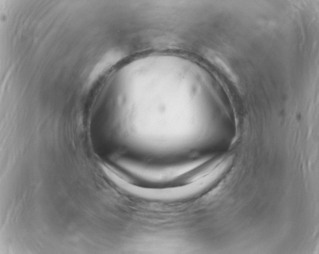 X0000088661261200706152024