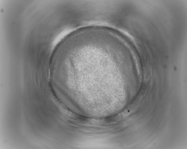 X0000088661271200706152023