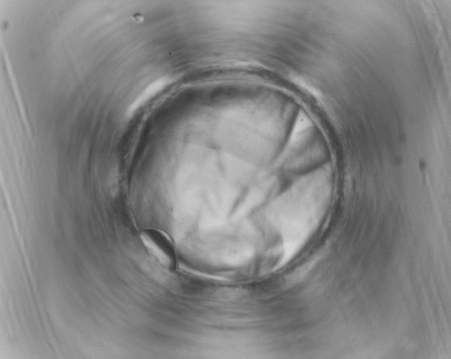 X0000088661306200706152022