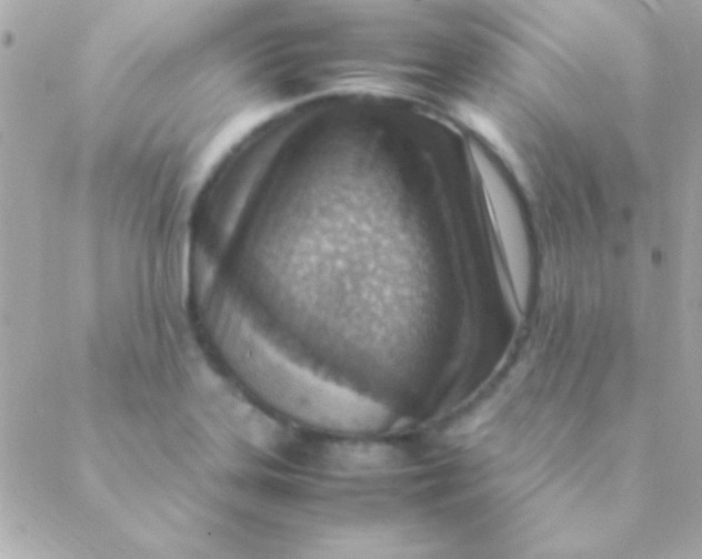 X0000088661323200706152023