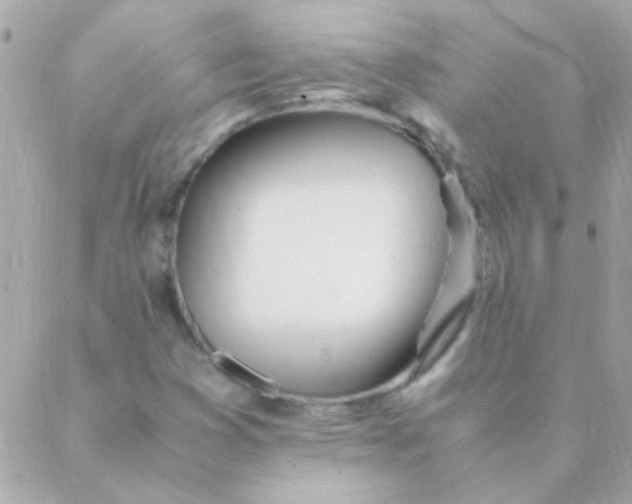 X0000088661353200706152022