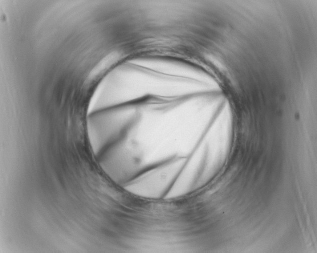 X0000088661354200706152022