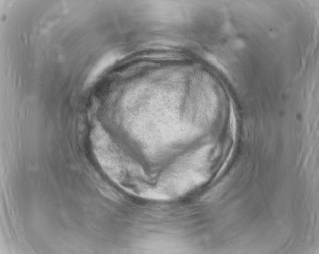 X0000088661355200706152022