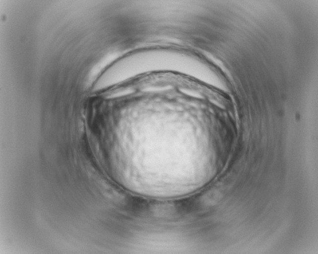 X0000088661363200706152022