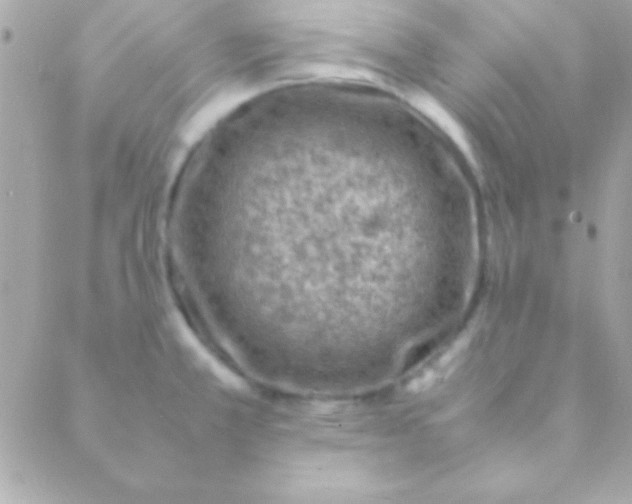 X0000088661381200706152022