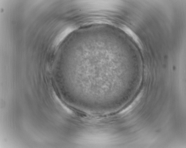 X0000088661385200706152021